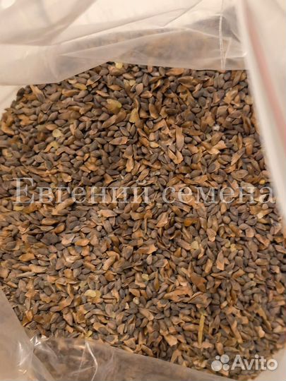 Семена голубой ели