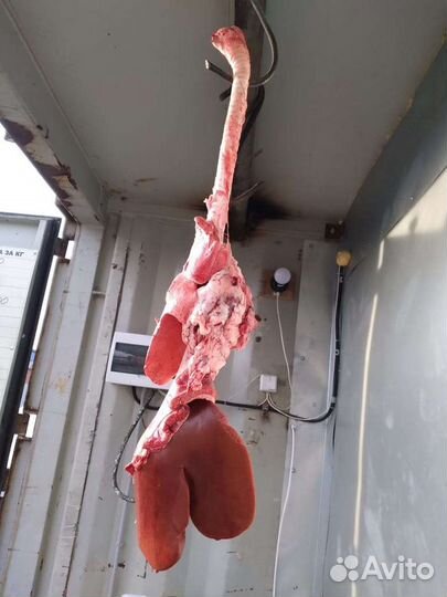 Бараний ливер