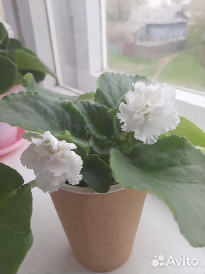 Фиалка букет невесты