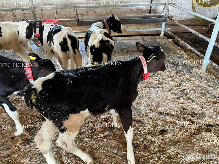 Телята крс, бычки