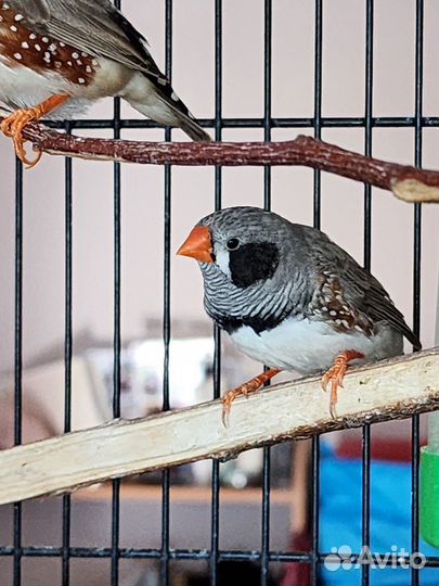 Зебровые амадины