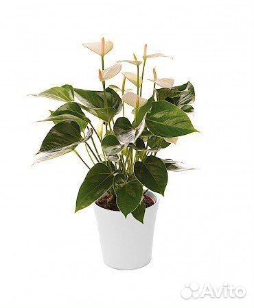 Комнатные цветы растение Антуриум Бэби Вайт