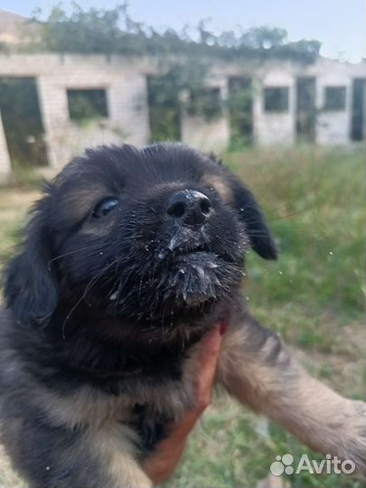 Отдам бесплатно щенки