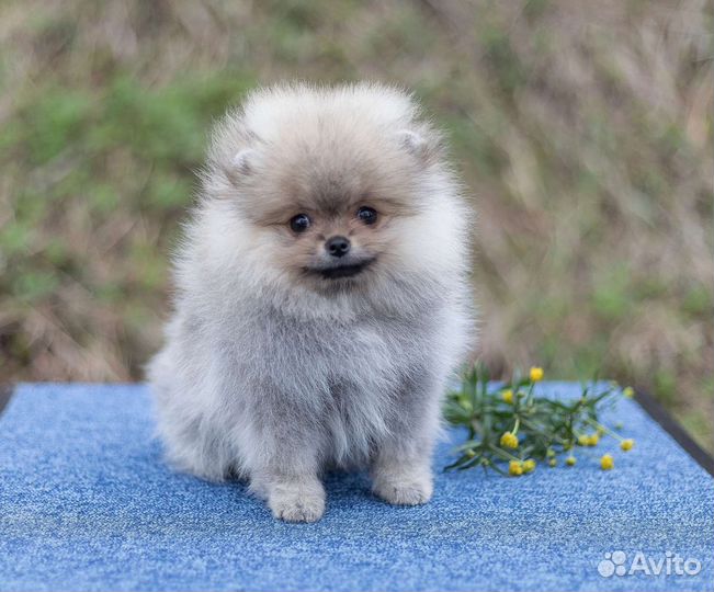 Померанский шпиц девочки