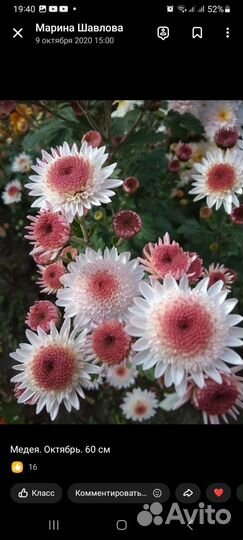 Корейские хризантемы