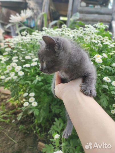 Котята в добрые руки бесплатно