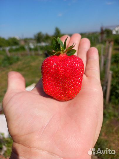 Сортовые саженцы клубники и малины