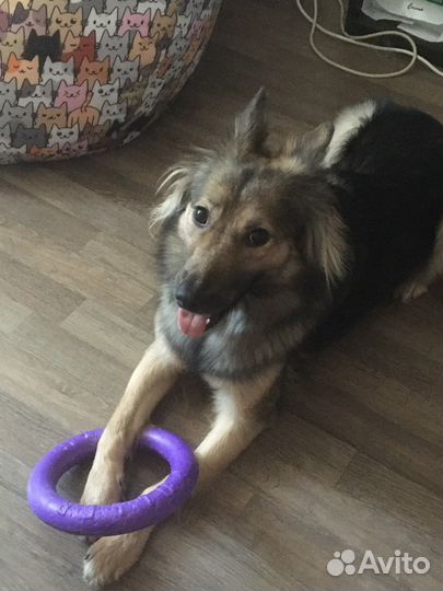 Собаки бесплатно в добрые руки