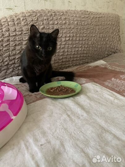 Сибирская кошечка(котёнок) в добрые руки