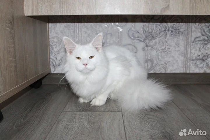 Котята мейн-кун