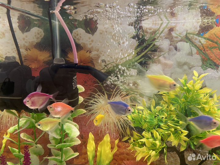 Аквариумные рыбки