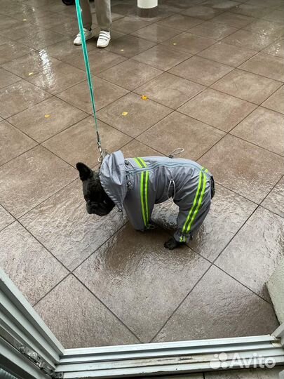 Комбинезон для собаки керн-терьер, дождевик