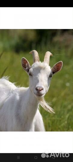 Козы козлята