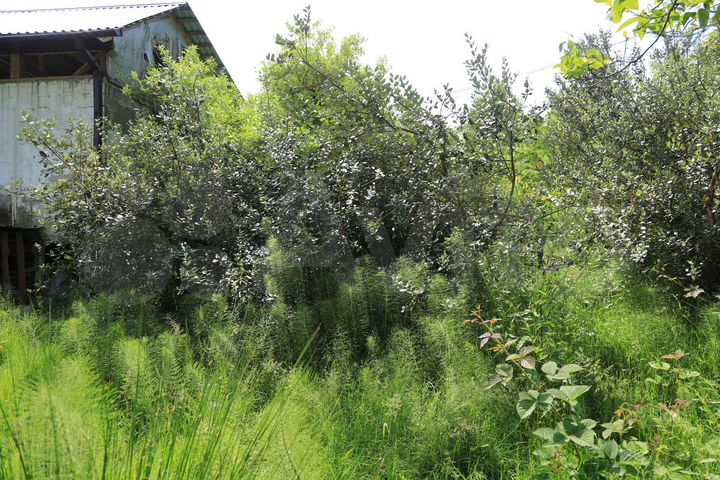 Участок 10 сот. (СНТ, ДНП)