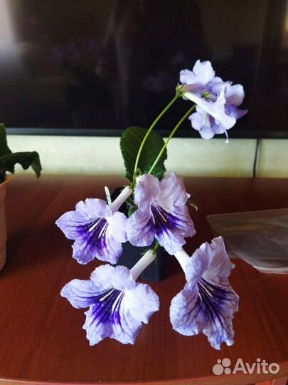 Стрептокарпусы