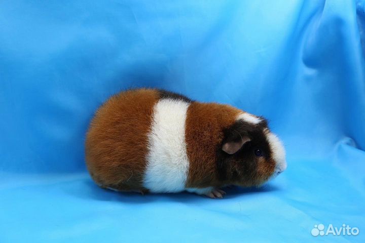 Морские свинки Американский Тедди
