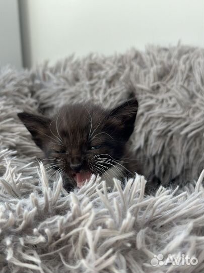 Отдам котенка в добрые руки