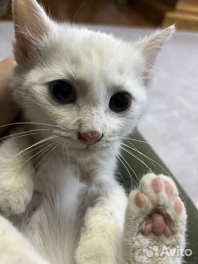 Котята в добрые руки даром бесплатно