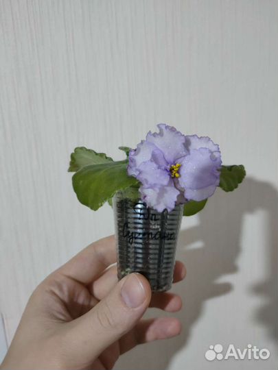 Фиалки / сенполии