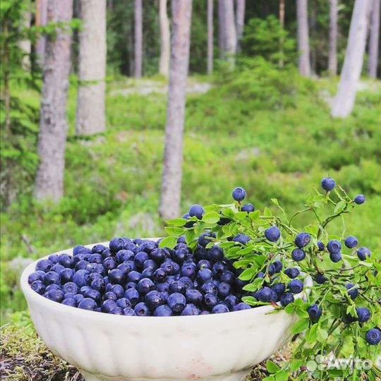 Черника свежая