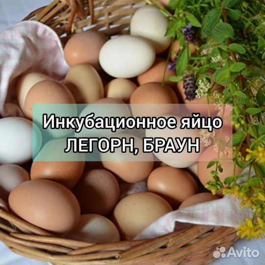 Инкубационное яйцо павлин