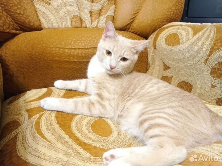 Кот в добрые руки