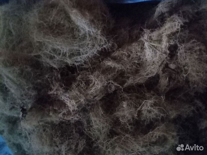 Продам уснею