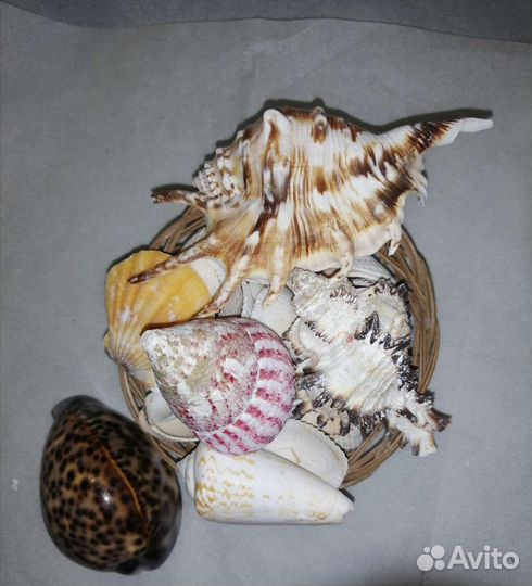 Ракушки наборы