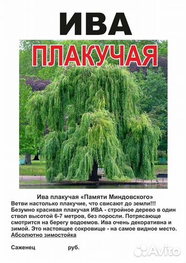 Саженцы сибирские