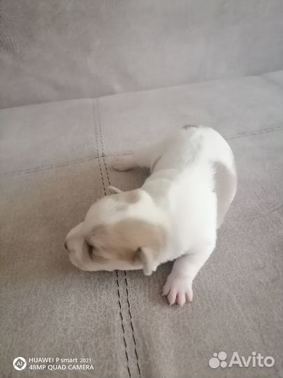 Бронь Щенки джек рассел