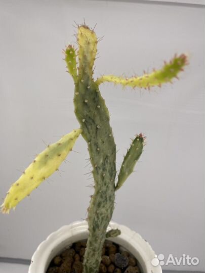 Кактус опунция