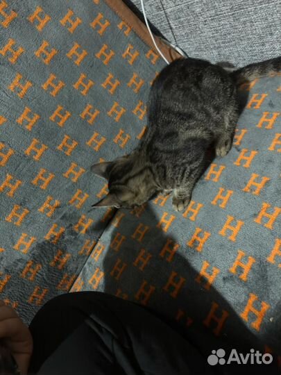 Котенок добрые руки