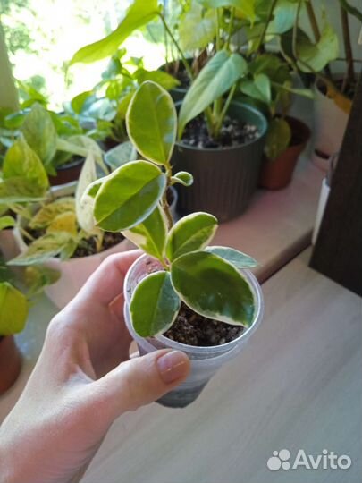 Хойя Кримсон Квин