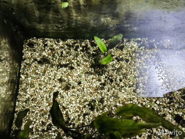 Криптокорина тропика и таиландский папоротник