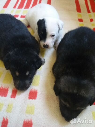 Щенки метис хаски