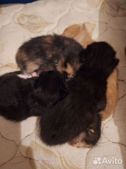 Котята в добрые руки бесплатно