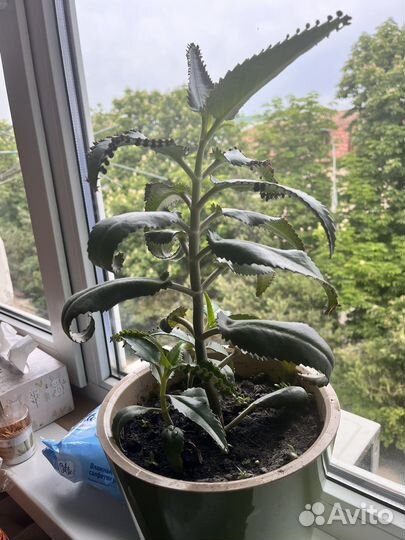 Каланхоэ лечебный