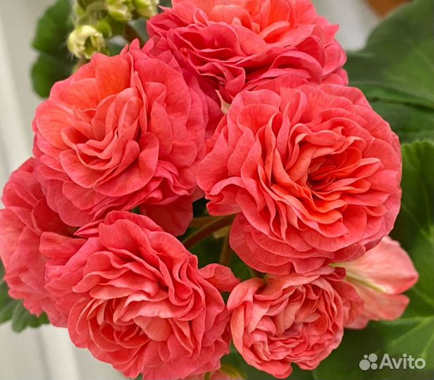 Пеларгонии (герани) ив-Солвeйг и др