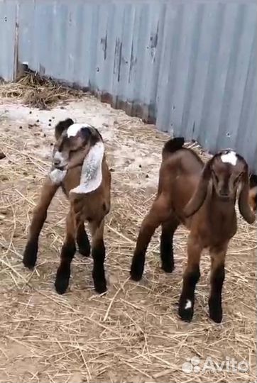 Нубийские козы козлы козлята