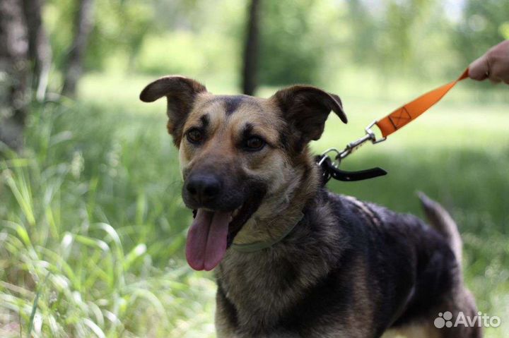 Прекраснейшая малышка нуждается в любящем хозяине