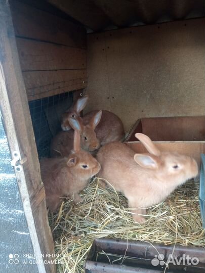 Кролики мясных пород