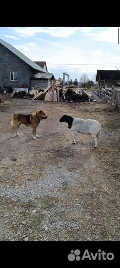 Дорпер на племя