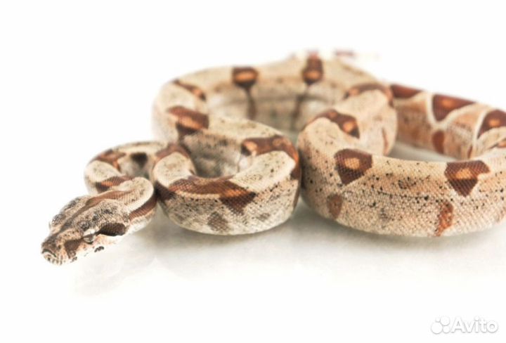 Императорский удав