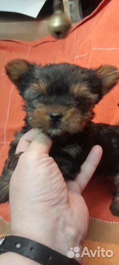 Йоркширский терьер девочка