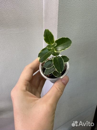 Хойя cumingiana albo