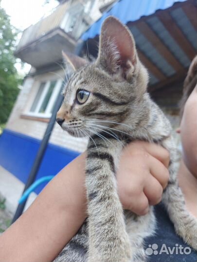 Котята, красивый окрас, есть черный, в добрые руки