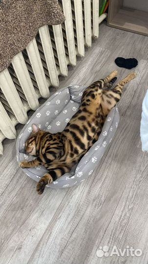 Бенгальский кот вязка