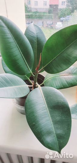 Фикус ухоженный, укоренённый