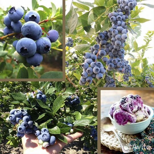 Саженцы голубики