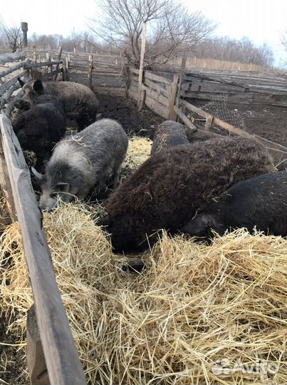 Мясо свинины